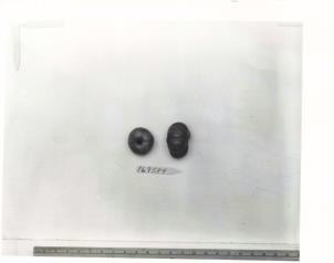 Click for 1 image(s) for this accession. FRUIT